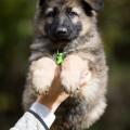 Butkus