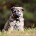 Butkus