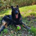 Pongo