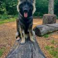 Prisco