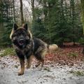 Prisco