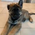 Prisco