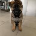 Prisco