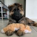 Prisco