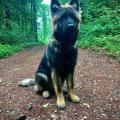 Prisco