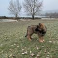Prisco