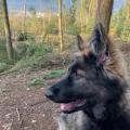 Pépite