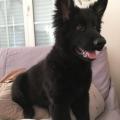 Pongo