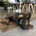 Nala Raï