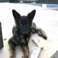 Nala Raï