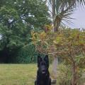 Pongo