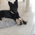 Pongo
