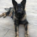 Nala Raï
