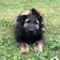 Nala Raï