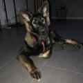 Nala Raï