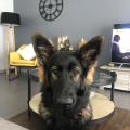 Nala Raï