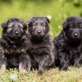 Les trois femelles