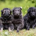 Les trois femelles