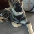 Rhyo