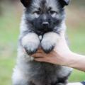 Hatchi