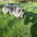 Louma
