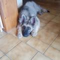 Rex