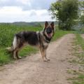 Rydenn