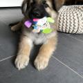 Raïko