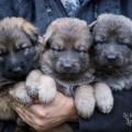 Les trois femelles