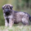 Ragnar