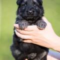 Rollo