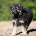 Rollo