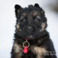 Mâle collier rouge