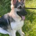 Nala