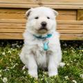 Femelle blanche collier bleu