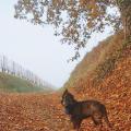 Loup