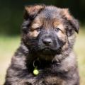 Loki
