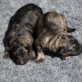 Les deux soeurs