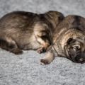 Les deux soeurs