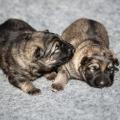 Les deux soeurs