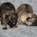 Les deux soeurs