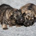 Les deux soeurs