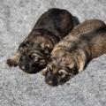 Les deux soeurs