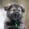 Floki