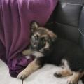Skar