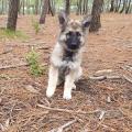 Sorunn