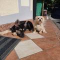 Sancho