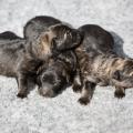 Les trois femelles
