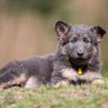 Skye