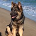 Loki Yanka 2015